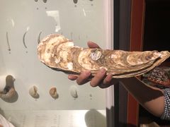 -青岛贝壳博物馆