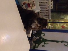 Anne猫窝咖啡屋-Anne猫窝咖啡屋