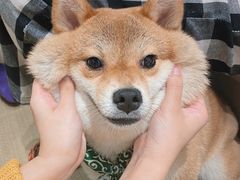 -逗柴咖啡屋·狗咖猫咖宠物桌游