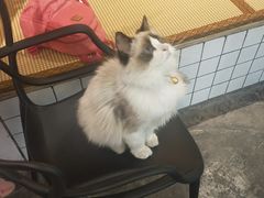 -喵屿·大理花园猫咖