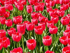 -洛阳郁金香牡丹园