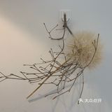 白色蒲公英的约定