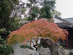 -秋霞圃