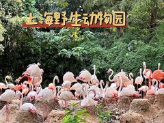 -上海野生动物园
