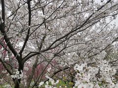 -南汇桃花村
