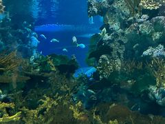 -上海海洋水族馆