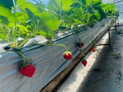 -甜心庄园·甜心草莓采摘园(西青中北店)