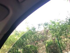 -都江堰玫瑰花溪谷