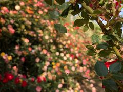 -永定河休闲森林公园