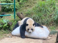 -广州长隆野生动物世界