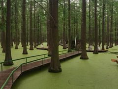 -渌洋湖湿地公园