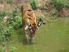 -西霞口神雕山野生动物世界