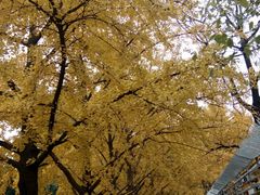 -三里屯东五街银杏大道