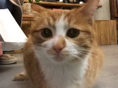 -知亘茶食