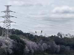 -广东花都湖国家湿地公园