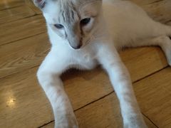 -Cappucimeow猫咪咖啡馆(韦伯时代店)