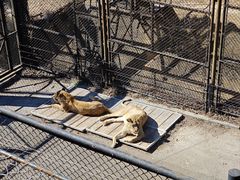 -大连森林动物园