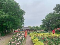 -鹅湖玫瑰文化园