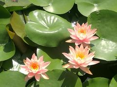 -荷花荡