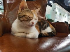 -猫小院猫主题餐厅(三里屯店)