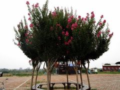 -武汉紫薇都市田园