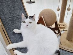 -喵园·猫主题咖啡厅·撸猫·猫咖(国贸店)