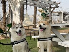 -安德鲁户外烧烤帐篷营地(马泉营店)