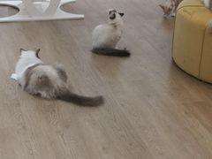 -1013 PET SHOP精品宠物商店(丁香店)
