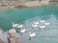 -靖西鹅泉风景区