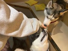 -Husky Go! 哈士奇体验馆·宠物咖啡厅狗咖