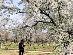 -天王浮山樱花园