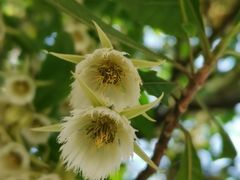 -小洲村