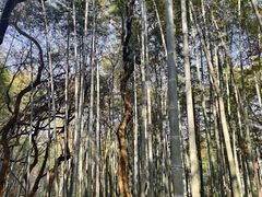 -青龙山国家森林公园