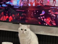 -帕帕拉兹宠物(亚洲旗舰店)