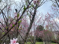 -洋湖国家湿地公园