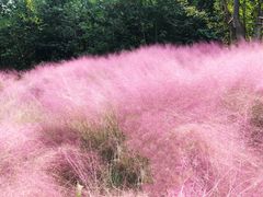 -白鹭湾湿地公园