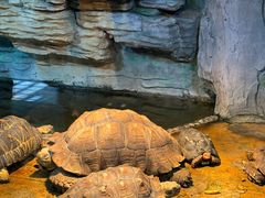 -石家庄市动物园