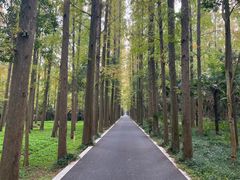 -东平国家森林公园