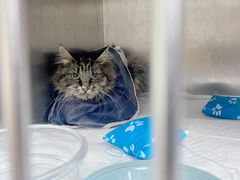 -美联众合动物医院·24h转诊中心