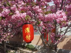 -莱阳濯村樱花园