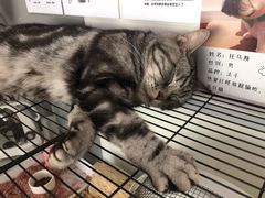 -平行世界·猫咖(首经贸店)