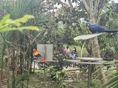 -新加坡飞禽公园