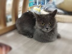 -飞行喵MR PILOT|猫舍·猫咖(静安大融城店)