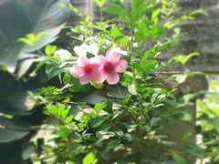 包房外的靓花-宝园酒家(美林M·LIVE天地东座店)