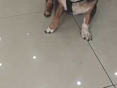 -瑞鹏·疫苗·绝育·宠物医院(广九店)