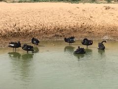 -亿利库布其七星湖沙漠生态旅游区