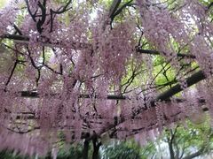 -嘉定紫藤园