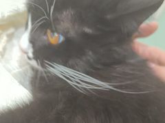 -佳雯宠物医院·皮肤科·内外科(春晓路分院)