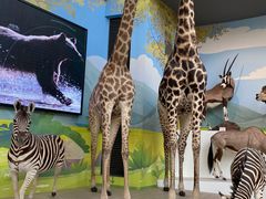 -陕西自然博物馆