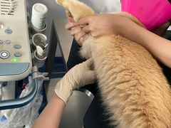 -爱诺耐芙动物医院(万博店)